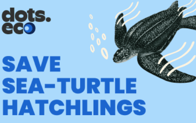 Save a sea-turtle hatchling gift card