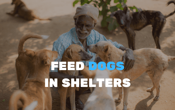 Feed stray dogs in shelters gift card